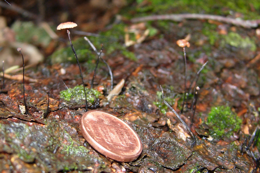 Funghi 